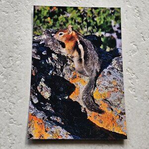 Chipmunk in Yellowstone National Park Magnet 6"x4"